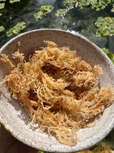 Load image into Gallery viewer, Wild Harvested Gold Sea Moss
