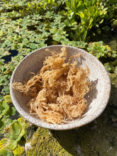 Load image into Gallery viewer, Wild Harvested Gold Sea Moss
