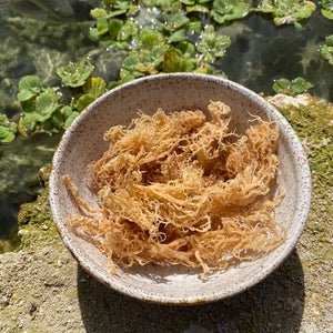 Wild Harvested Gold Sea Moss